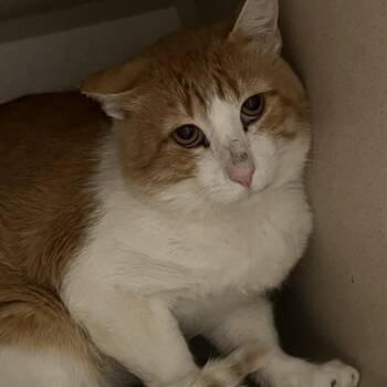 Billi Bob -  Domestic Short Hair Cat for Adoption in Durango, Colorado - Billi Bob | PetCurious
