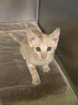 Jiffy -  Domestic Short Hair Cat for Adoption in Conway, Arkansas - Jiffy | PetCurious
