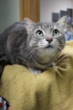 Domestic Short Hair Cats Available for Adoption in Portage, Wisconsin - Markie | PetCurious