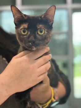 Gidget -  Domestic Short Hair Cat for Adoption in Memphis, Tennessee - Gidget | PetCurious