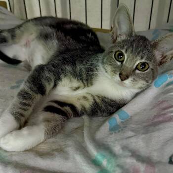 Silhoutte -  Domestic Short Hair Cat for Adoption in Kansas City, Missouri - Silhoutte | PetCurious