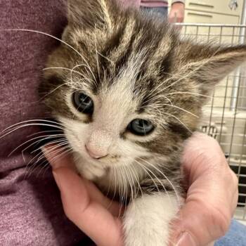 Rescue Domestic Short Hair Cats for Adoption in Marshall, Virginia - Abby | PetCurious