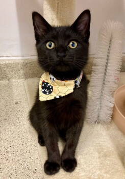 Rescue Domestic Short Hair Cats for Adoption in Seal Beach, California - Kitten Prem | PetCurious