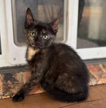 Rescue Domestic Short Hair Cats for Adoption in Rockwall, Texas - Maple-In Foster | PetCurious