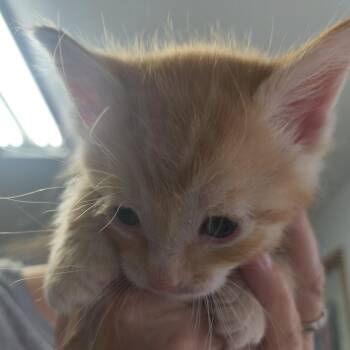 Domestic Short Hair Cats Available for Adoption in Moses Lake, Washington - Milo | PetCurious