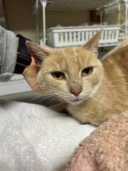 Ma -  Domestic Short Hair Cat for Adoption in Bellingham, Washington - Ma | PetCurious