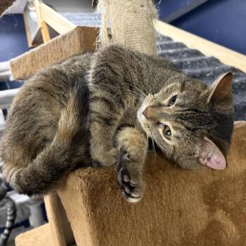 Domestic Short Hair Cats Available for Adoption in Evansville, Indiana - Dodge | PetCurious