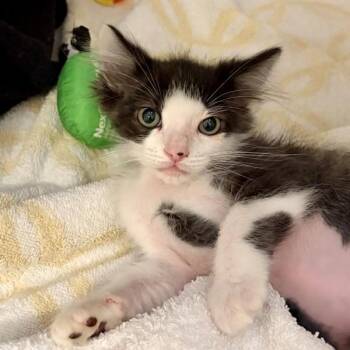Minnelli -  Domestic Short Hair Cat for Adoption in Walnut Creek, California - Minnelli | PetCurious