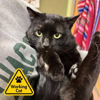 Domestic Short Hair Cats Available for Adoption in Baltimore, Maryland - Gobi - Working Cat | PetCurious