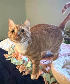 Rescue Domestic Short Hair Cats for Adoption in Herndon, Virginia - Romeo | PetCurious
