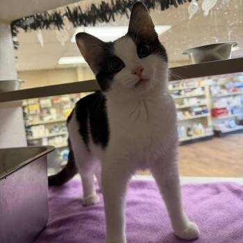Poppyseed -  Domestic Short Hair Cat for Adoption in Buffalo, Minnesota - Poppyseed | PetCurious