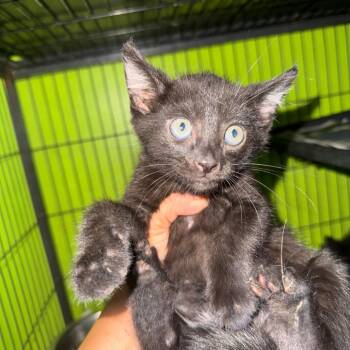 Eclipse -  Domestic Short Hair Cat for Adoption in West Plains, Missouri - Eclipse | PetCurious