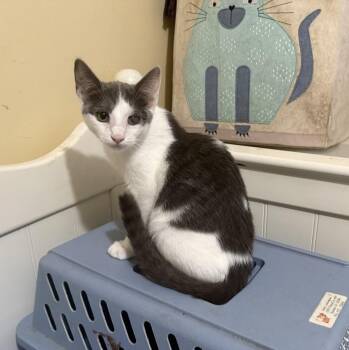 AUSTIN -  Domestic Short Hair Cat for Adoption in Beaumont, California - AUSTIN | PetCurious