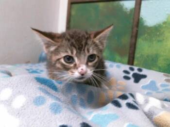 Domestic Short Hair Cats Available for Adoption in Houston, Texas - BARLY | PetCurious