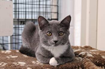 Rescue American Shorthair Cats for Adoption in Urbana, Ohio - Mittens | PetCurious