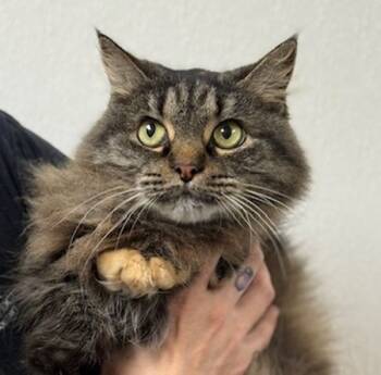 Rescue Domestic Long Hair Cats for Adoption in Littleton, Colorado - Kiara | PetCurious