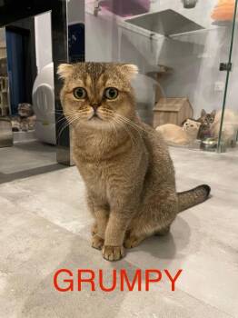 Grumpy -  Scottish Fold Cat for Adoption in San Jacinto, California - Grumpy | PetCurious