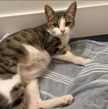 CLEOPATRA -  Domestic Short Hair Cat for Adoption in Alameda, California - CLEOPATRA | PetCurious