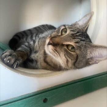 Zelly -  Domestic Short Hair Cat for Adoption in Clearwater, Florida - Zelly | PetCurious