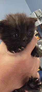 Coraline -  Domestic Medium Hair Cat for Adoption in Evansville, Indiana - Coraline | PetCurious