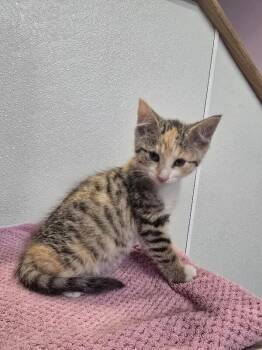 Olivia -  Domestic Short Hair Cat for Adoption in Cortland, New York - Olivia | PetCurious