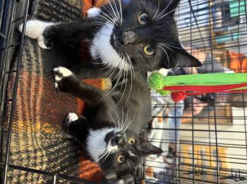 Rescue Domestic Short Hair Cats for Adoption in Sonora, California - Button | PetCurious
