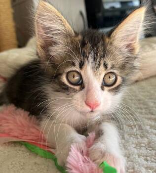 Rescue American Wirehair Cats for Adoption in Los Angeles, California - Arata/(Kenshin) (MT) | PetCurious