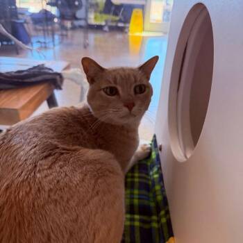 Tommie -  Domestic Short Hair Cat for Adoption in Kingman, Arizona - Tommie | PetCurious