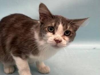 Shadow -  Domestic Medium Hair and Domestic Short Hair Cat for Adoption in Golden Valley, Minnesota - Shadow | PetCurious
