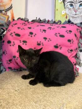 Boo Boo Kitty -  Domestic Short Hair Cat for Adoption in Freeport, New York - Boo Boo Kitty | PetCurious