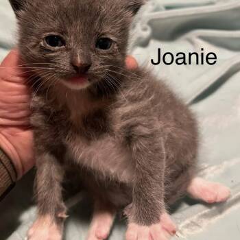 Domestic Short Hair Cats Available for Adoption in Greensboro, Georgia - Joanie | PetCurious