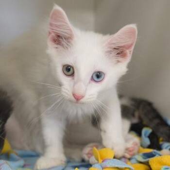 Tank -  Domestic Long Hair and Domestic Short Hair Cat for Adoption in Verona, Wisconsin - Tank | PetCurious
