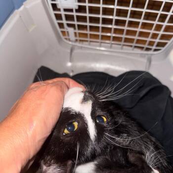 Pinky -  Domestic Short Hair Cat for Adoption in West Plains, Missouri - Pinky | PetCurious