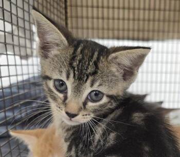 Domestic Short Hair Cats Available for Adoption in Fort Lauderdale, Florida - DYLAN | PetCurious