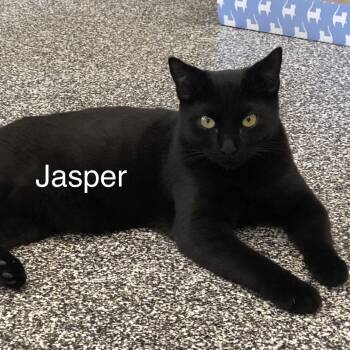 Rescue Domestic Short Hair Cats for Adoption in Jackson, California - Jasper | PetCurious
