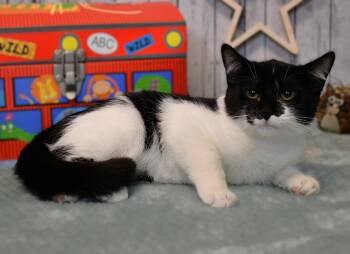 Arthur -  Domestic Medium Hair Cat for Adoption in Roanoke, Texas - Arthur | PetCurious