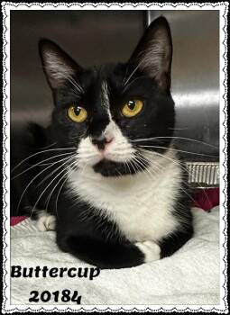 BUTTERCUP -  Domestic Short Hair and Tuxedo Cat for Adoption in Marietta, Georgia - BUTTERCUP | PetCurious