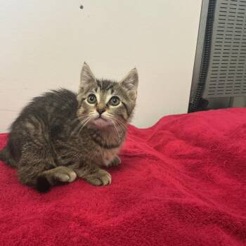 Wednesday -  Domestic Short Hair Cat for Adoption in Spruce Pine, North Carolina - Wednesday | PetCurious