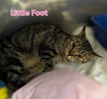 Rescue Domestic Short Hair Cats for Adoption in Jim Thorpe, Pennsylvania - Little Foot | PetCurious