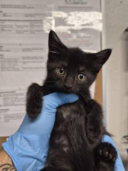Nymph -  Domestic Short Hair Cat for Adoption in Bolivar, Missouri - Nymph | PetCurious