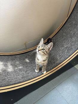 Astrid -  Domestic Short Hair Cat for Adoption in Steamboat Springs, Colorado - Astrid | PetCurious