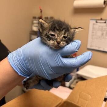 Korokke -  Domestic Short Hair Cat for Adoption in Tempe, Arizona - Korokke | PetCurious