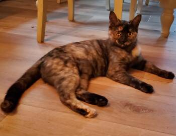 Rescue Domestic Short Hair Cats for Adoption - Cheyanne | PetCurious