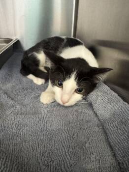 Buster Keaton -  Domestic Short Hair Cat for Adoption in Hilton Head Island, South Carolina - Buster Keaton | PetCurious