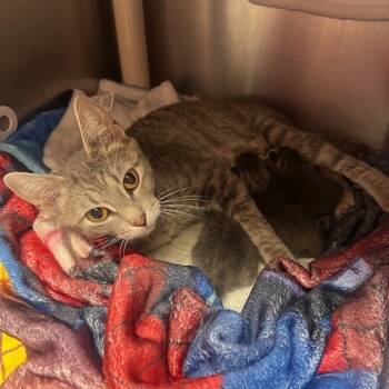 Rescue Domestic Short Hair Cats for Adoption in East St. Louis, Illinois - Cryptid-C | PetCurious