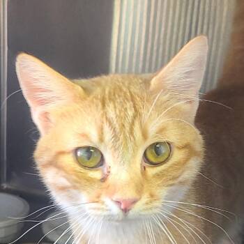 Domestic Short Hair Cats Available for Adoption in Hemet, California - Lincoln | PetCurious