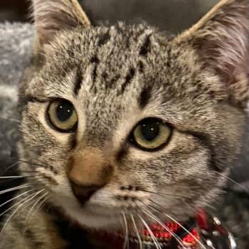 Hazel -  Domestic Short Hair Cat for Adoption in Murray, Utah - Hazel | PetCurious