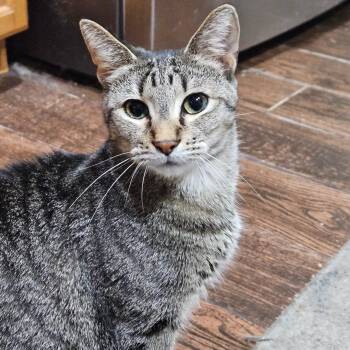 Rescue Tabby and Domestic Short Hair Cats for Adoption in Dallas, Texas - Ketanji | PetCurious