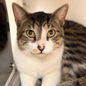 Domestic Short Hair Cats Available for Adoption - Maple | PetCurious