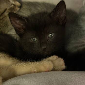 Domestic Short Hair Cats Available for Adoption in Camden, Delaware - Wolfman | PetCurious
